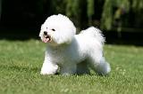 BICHON FRISE 576